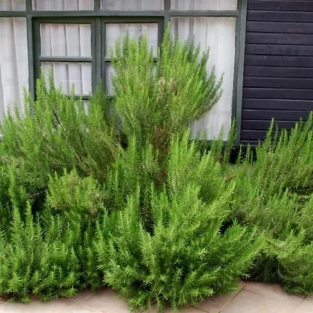 Akasya (adults Only) 酒店 锡德