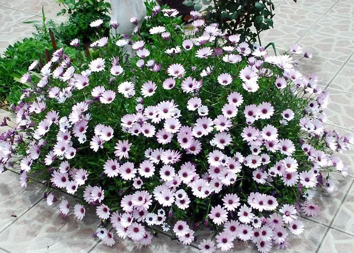 Akasya (adults Only) 호텔