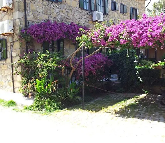 Akasya (adults Only) * 시데